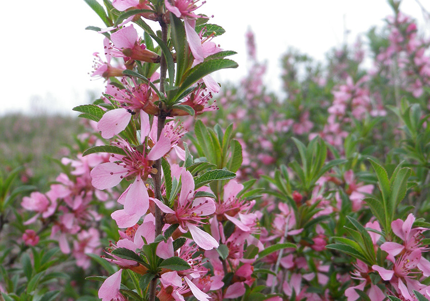  карликовий (Amygdalus nana)